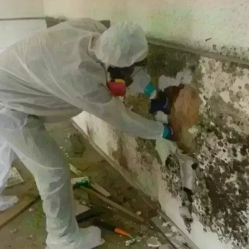 Mold Remediation and Removal in Long Neck, DE